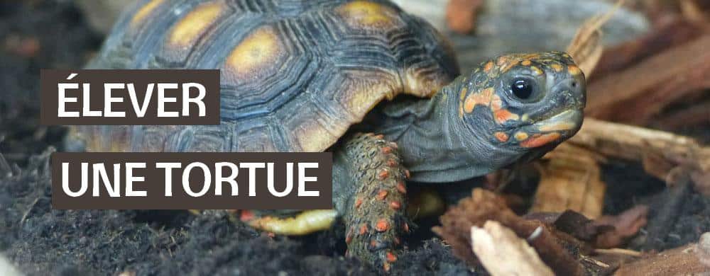 Comment choisir la cage idéale pour une tortue d’intérieur