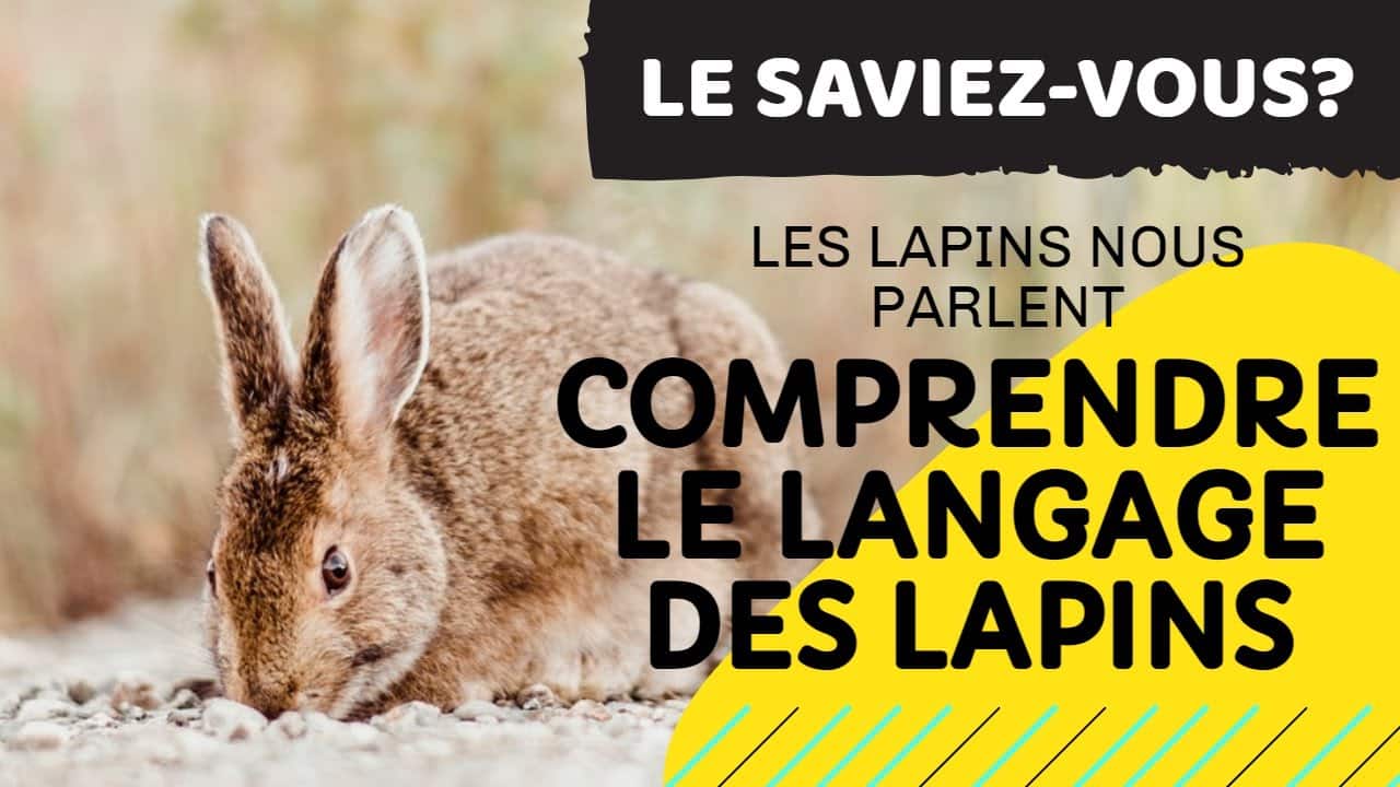 Le langage du lapin : comprendre la communication de nos amis à grandes oreilles